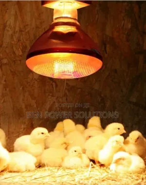 Infrared Heat Lamp