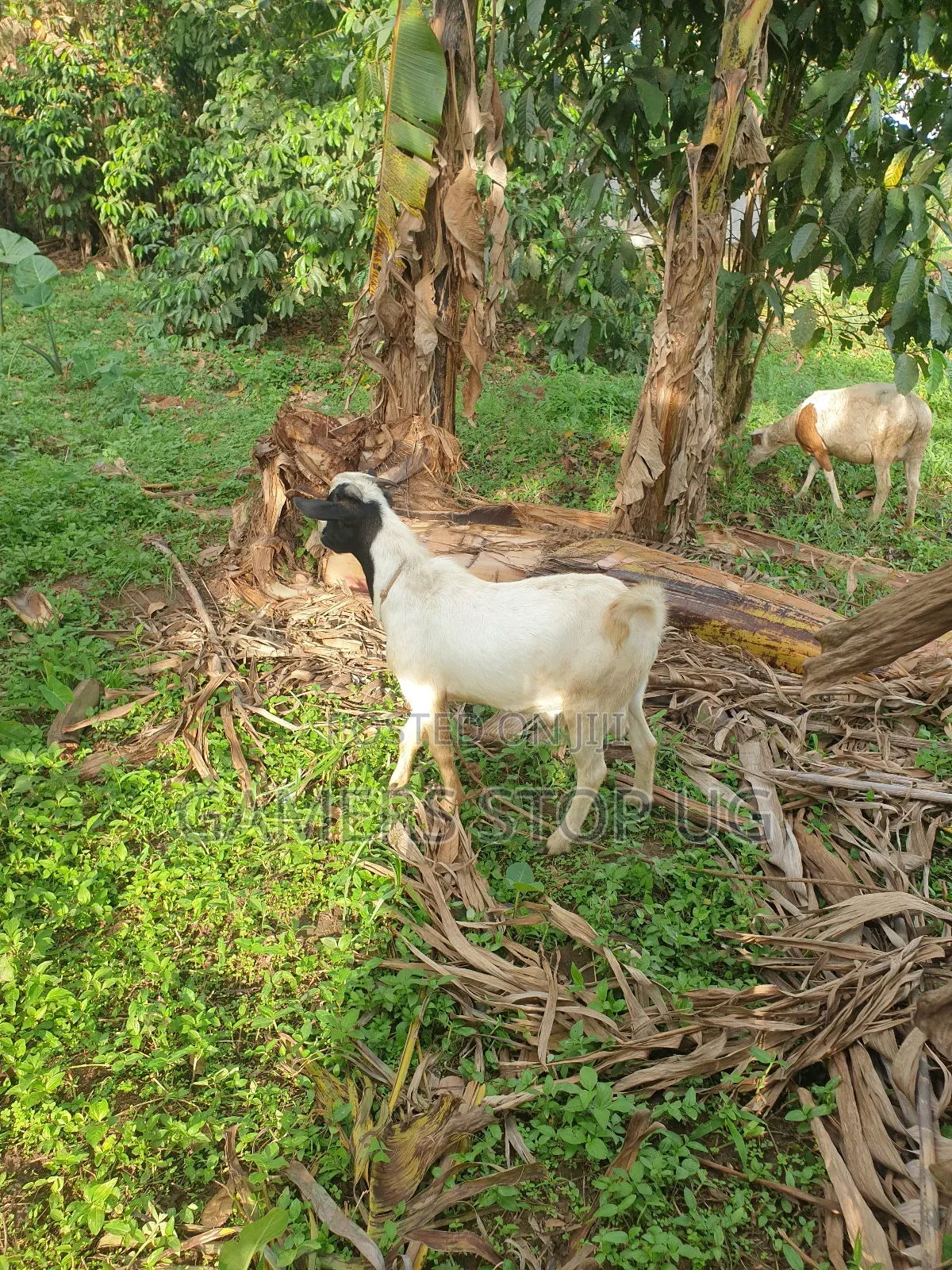 Goat Ready for Slaughter