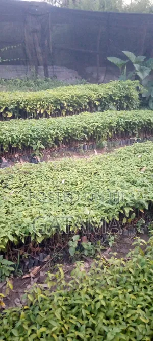 Terminalia