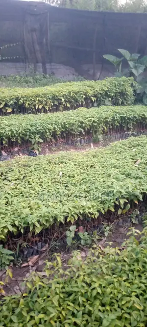 Terminalia