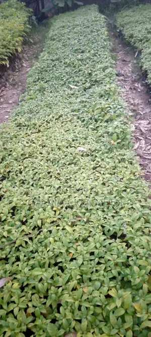 Terminalia