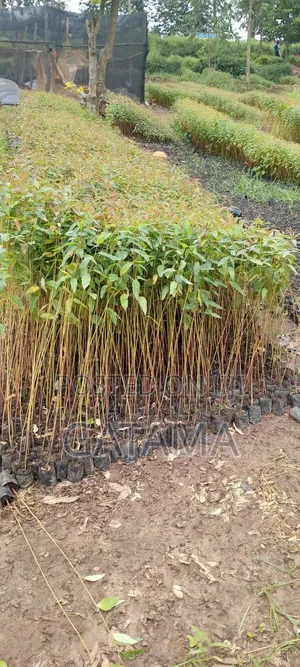 Eucalyptus Seedlings