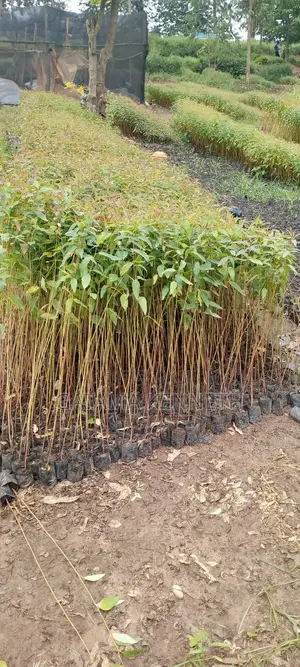 Eucalyptus Seedlings