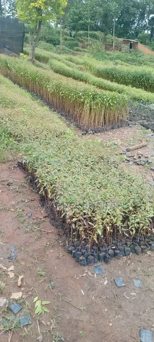 Eucalyptus Seedlings