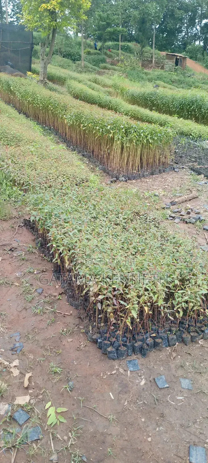 Eucalyptus Seedlings