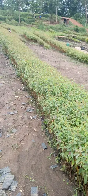 Eucalyptus Seedlings