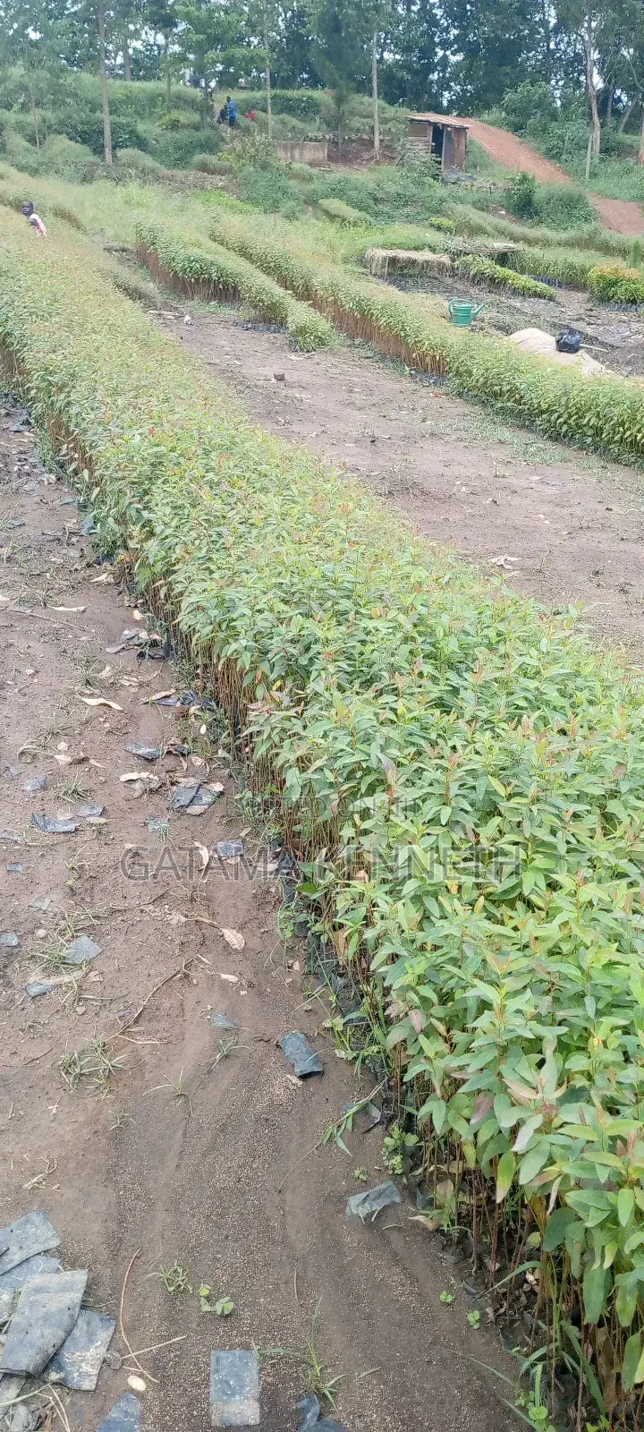 Eucalyptus Seedlings