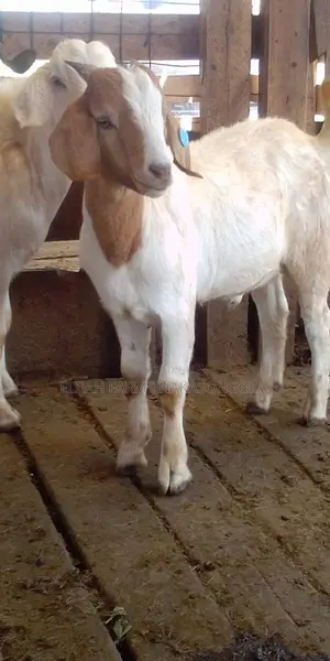 Boer , Kalahari Red and Savannah Goats