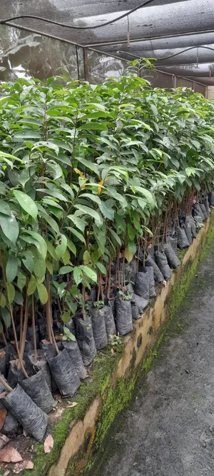 Soursop (Kitaferi)