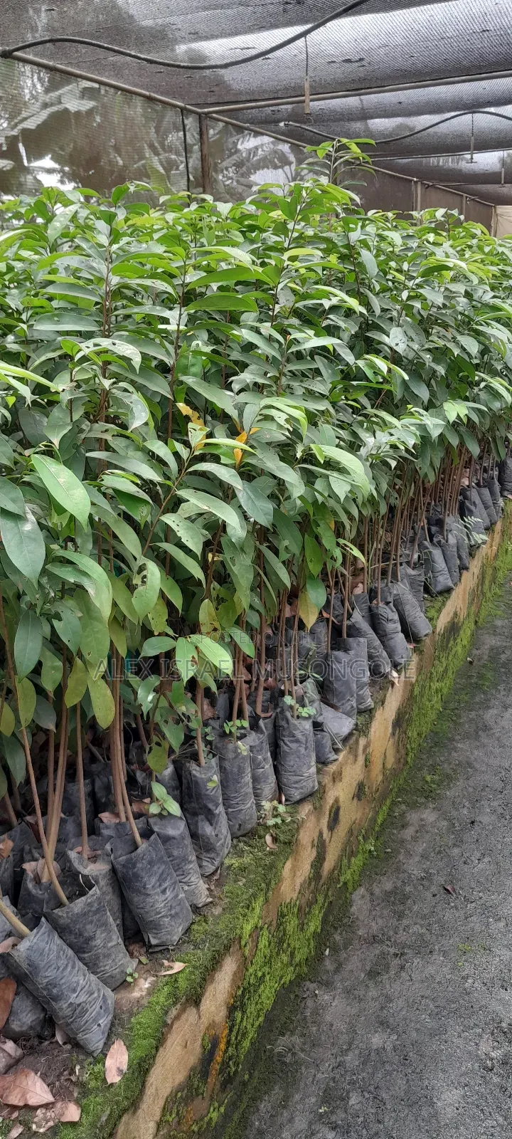 Soursop (Kitaferi)