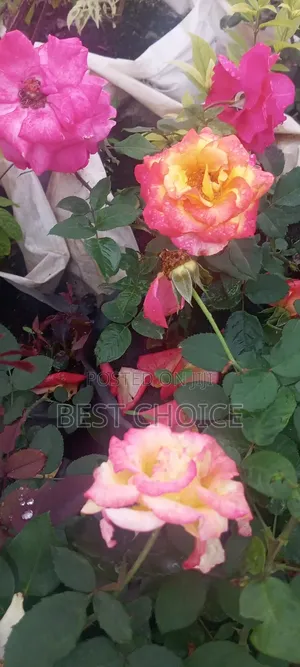 Roses: Timeless Beauty