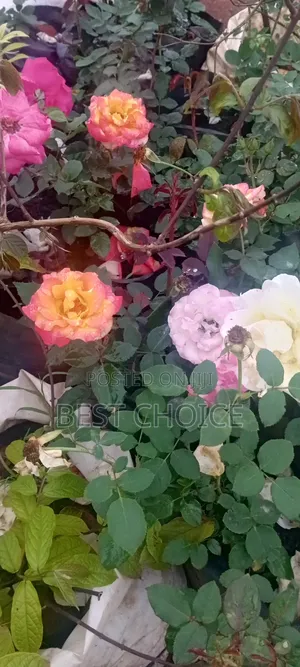 Roses: Timeless Beauty