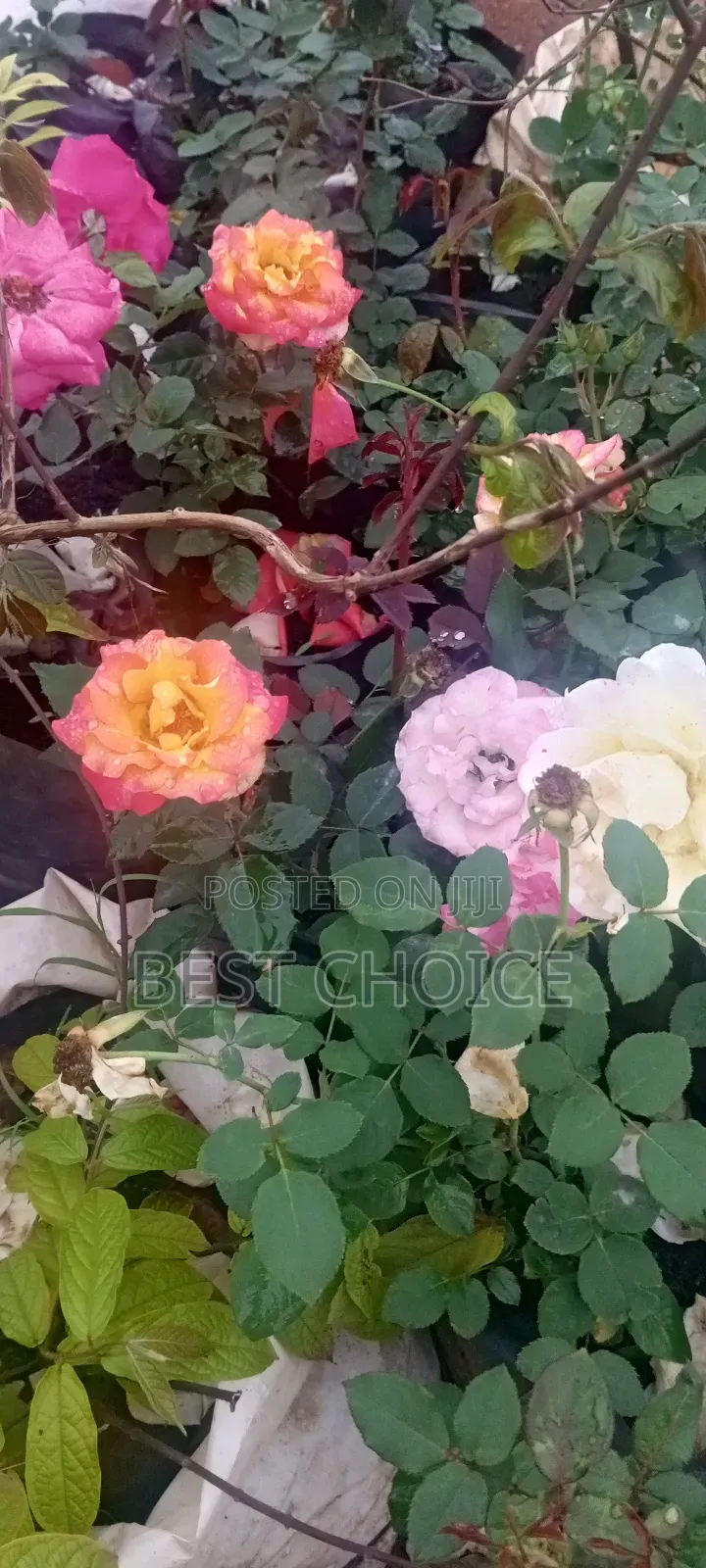 Roses: Timeless Beauty