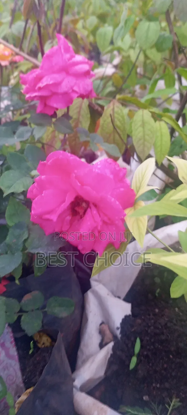 Roses: Timeless Beauty