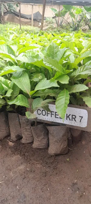 Coffee Cutting KRS