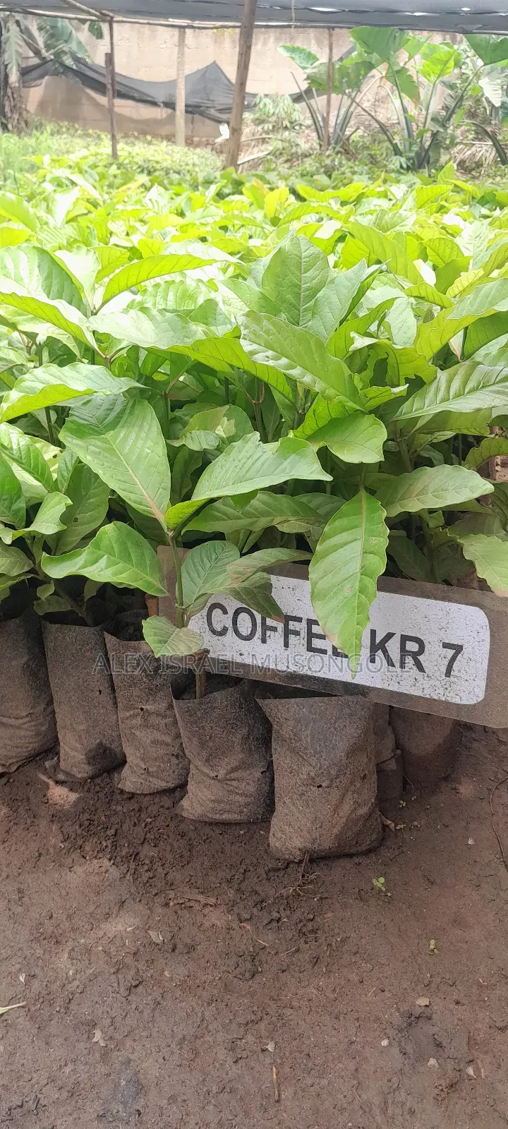 Coffee Cutting KRS