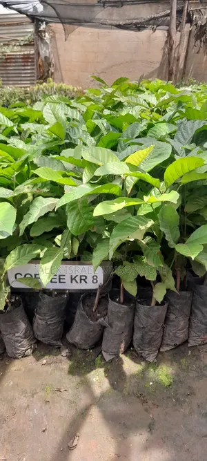 Coffee Cutting KRS