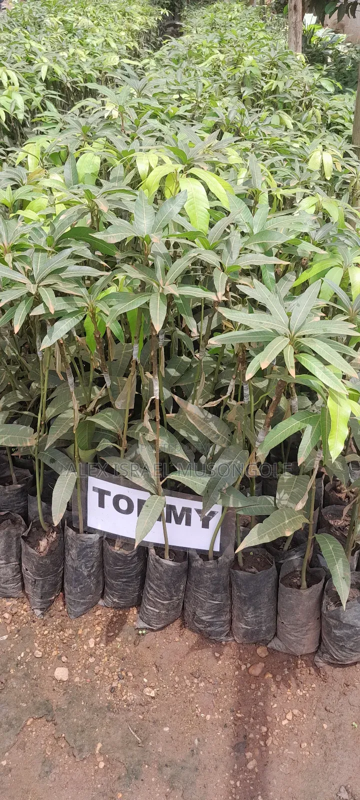 Mangoes Tommy