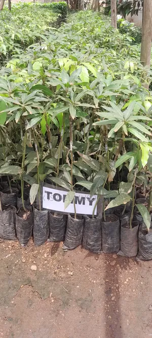 Mangoes Tommy