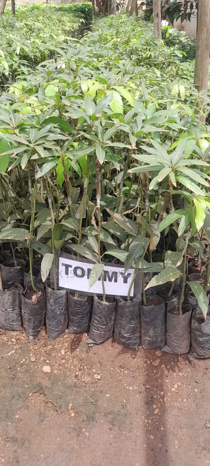 Mangoes Tommy