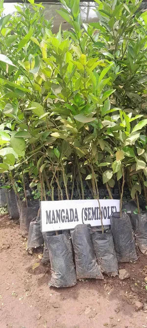 Tangerine Seedlings Mangada