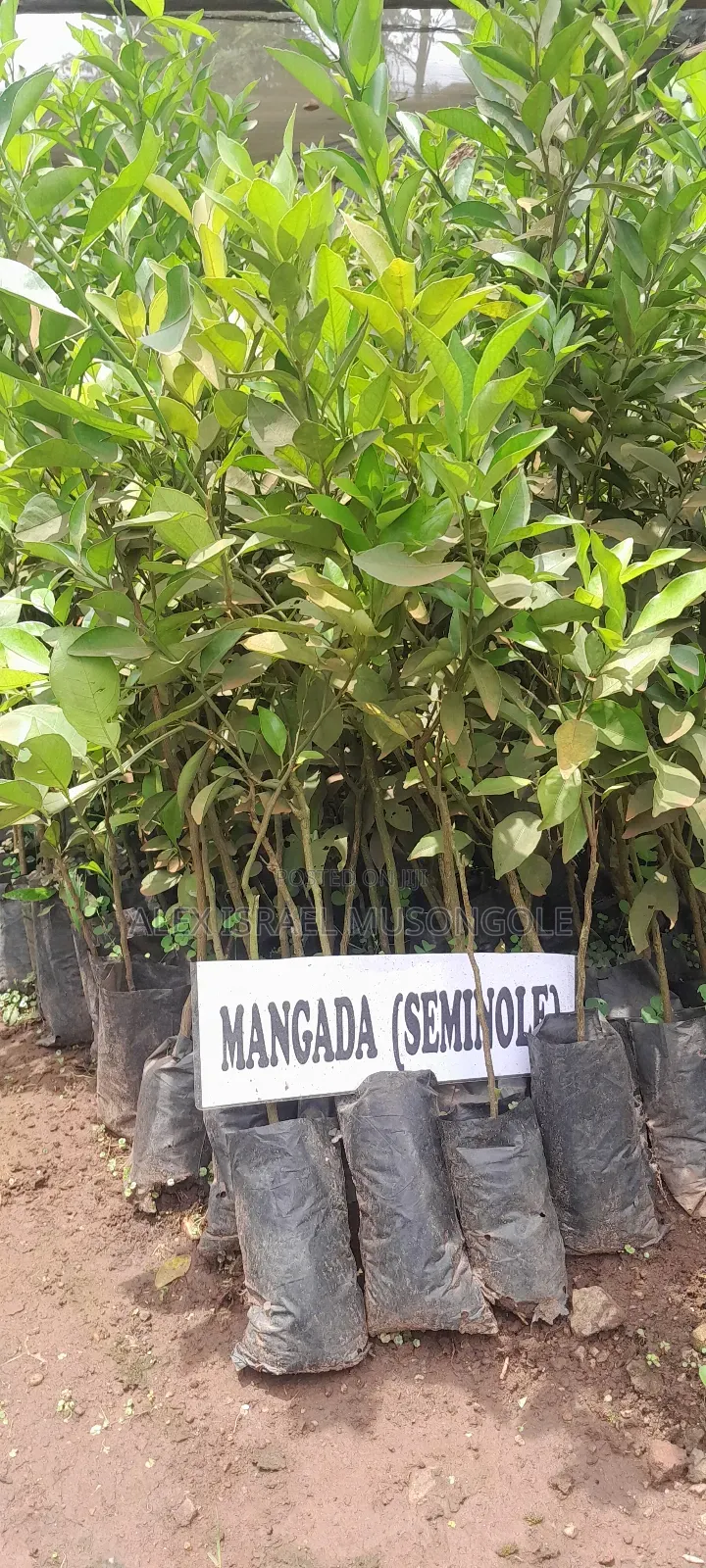 Tangerine Seedlings Mangada