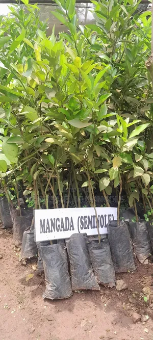 Tangerine Seedlings Mangada