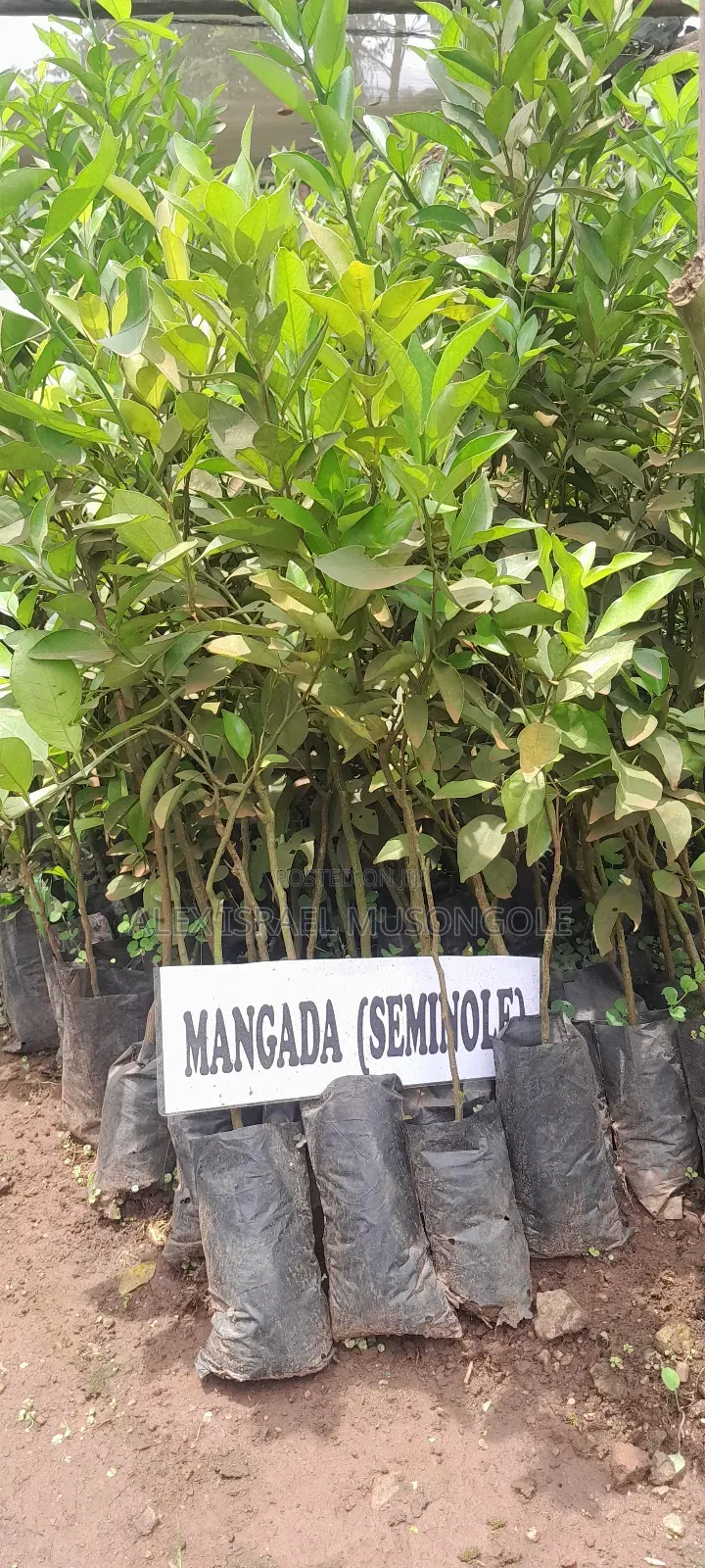 Tangerine Seedlings Mangada