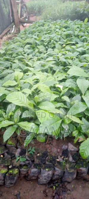 Elight Robusta Coffee Seedlings