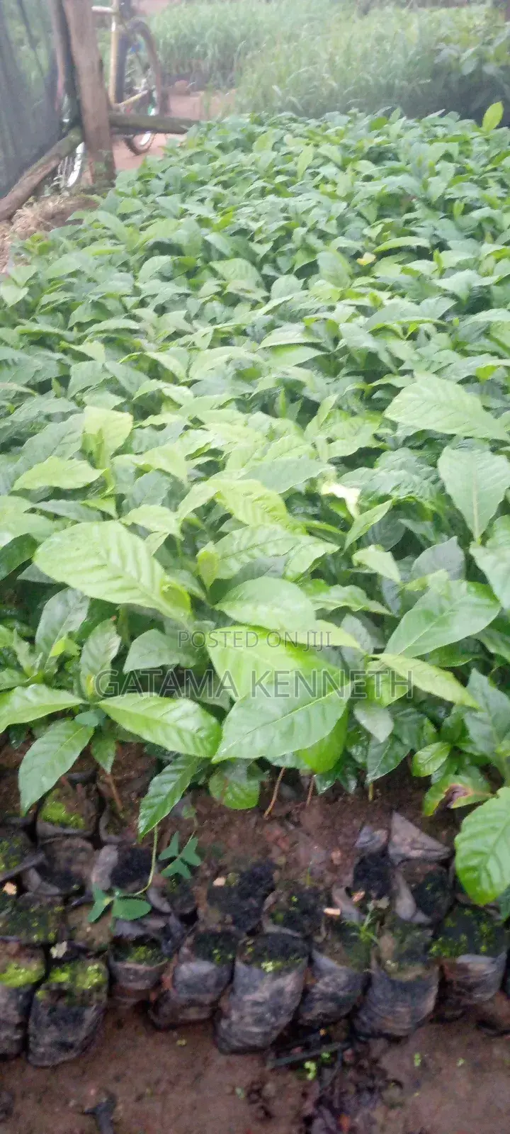 Elight Robusta Coffee Seedlings