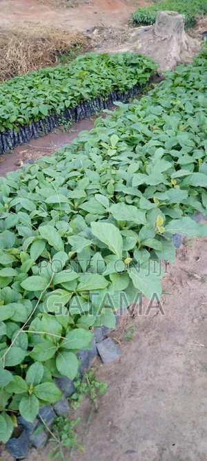 Teak Tree/Tectona Grandis Seedlings