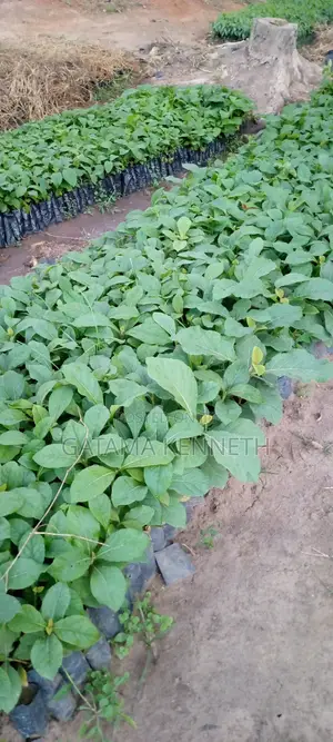 Teak Tree/Tectona Grandis Seedlings