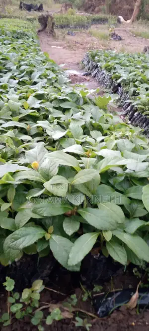 Teak Tree/Tectona Grandis Seedlings