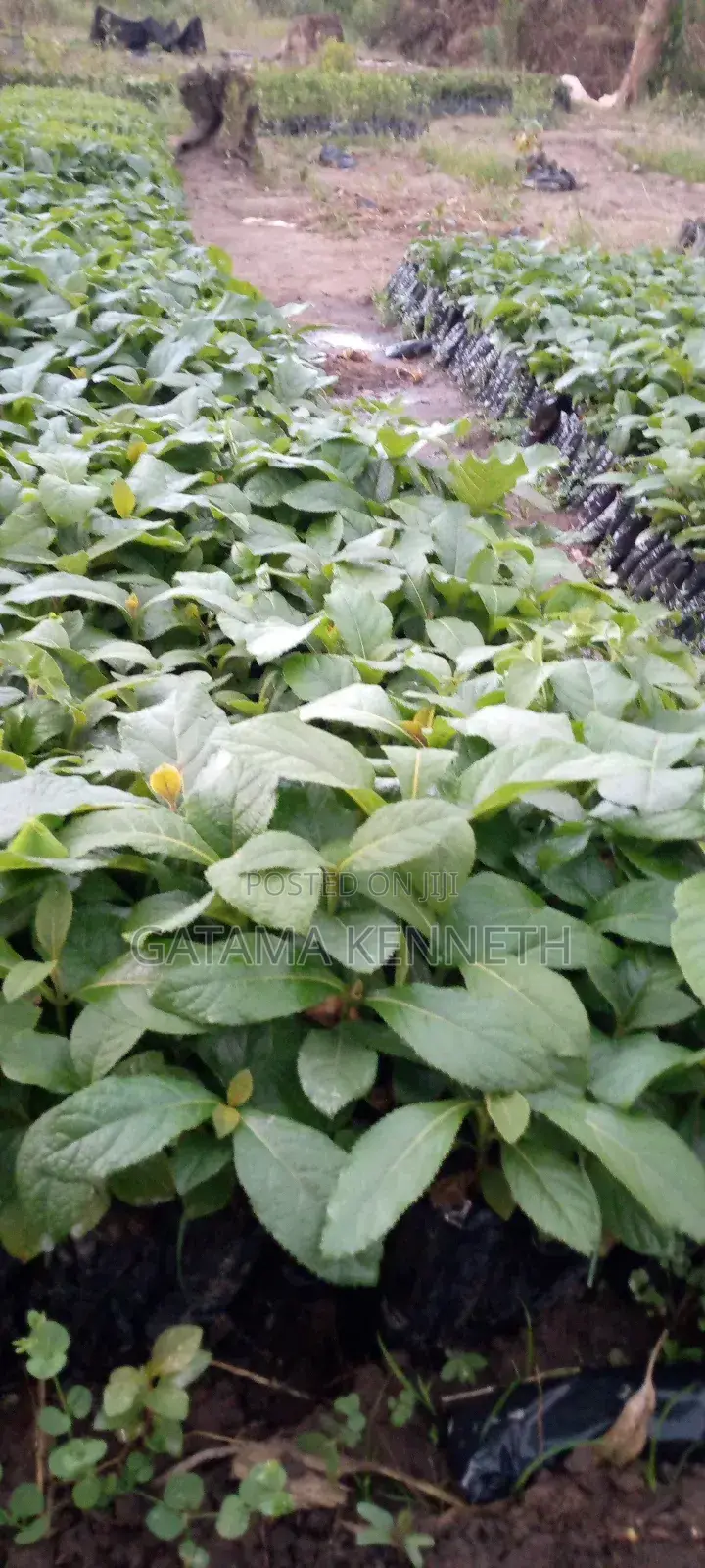 Teak Tree/Tectona Grandis Seedlings