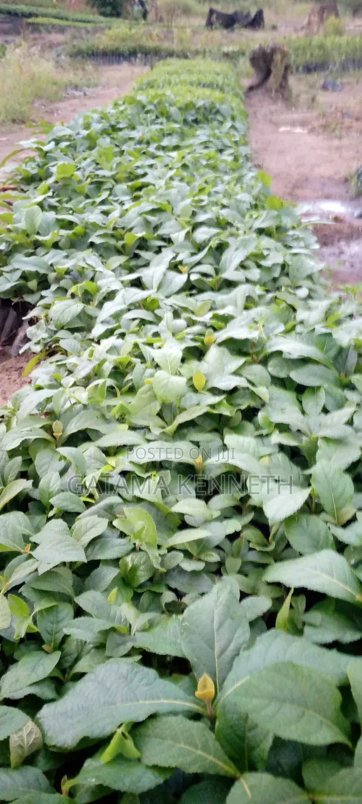 Teak Tree/Tectona Grandis Seedlings