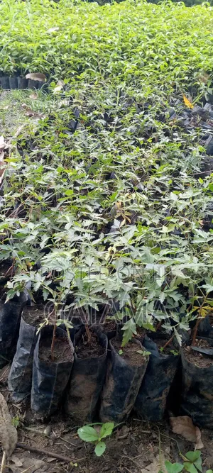 Neem Tree/Azadrichta Indica