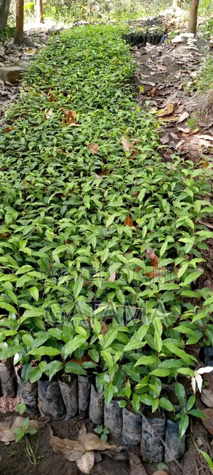 Prunus Africana/Ntasesa Seedlings