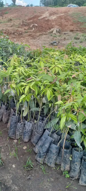 Improved Mango Seedlings