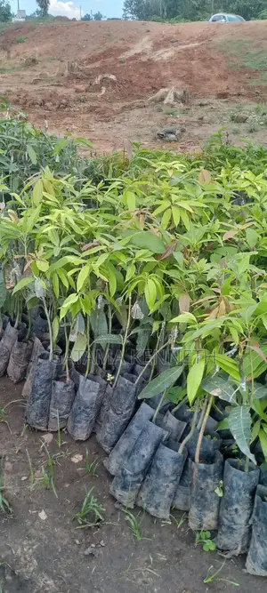 Improved Mango Seedlings