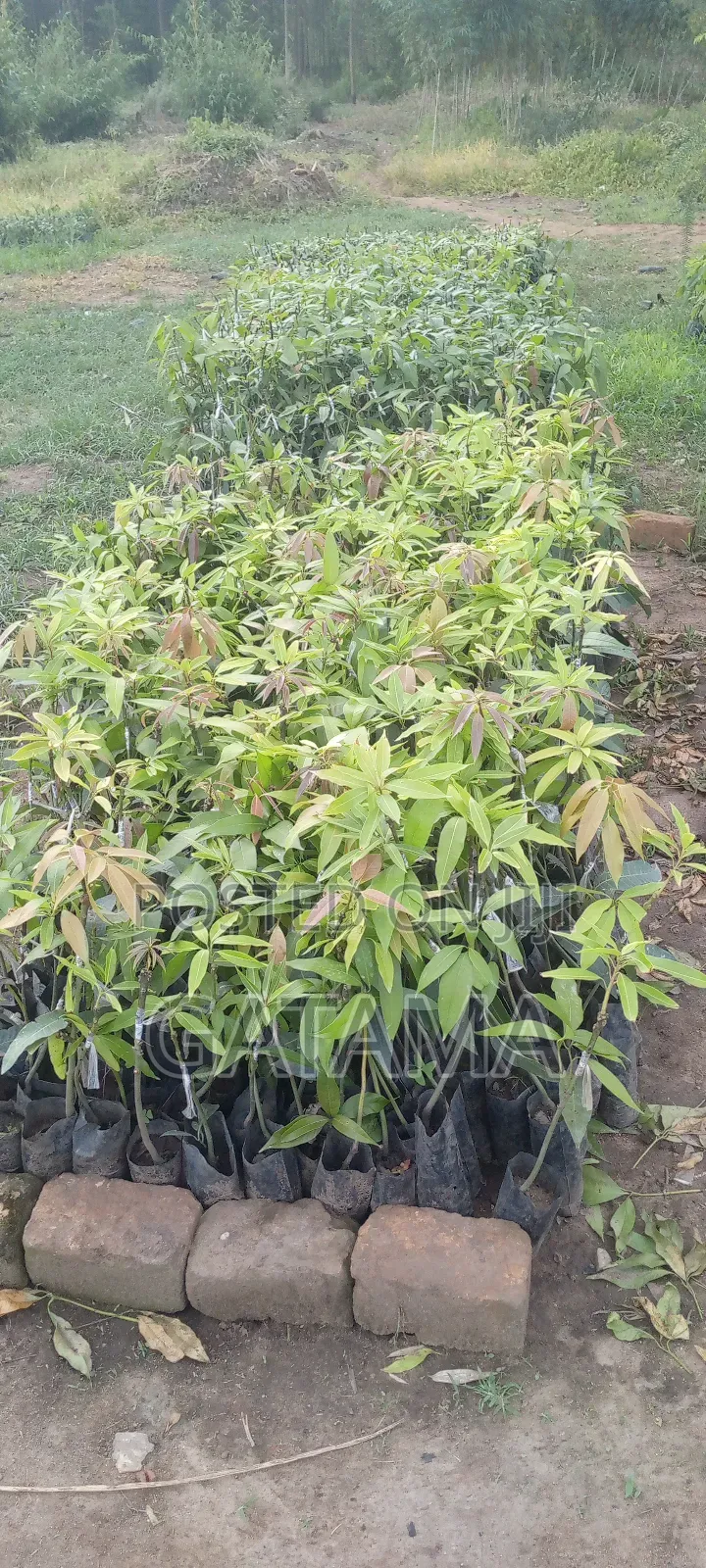 Improved Mango Seedlings