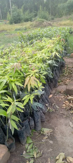 Improved Mango Seedlings