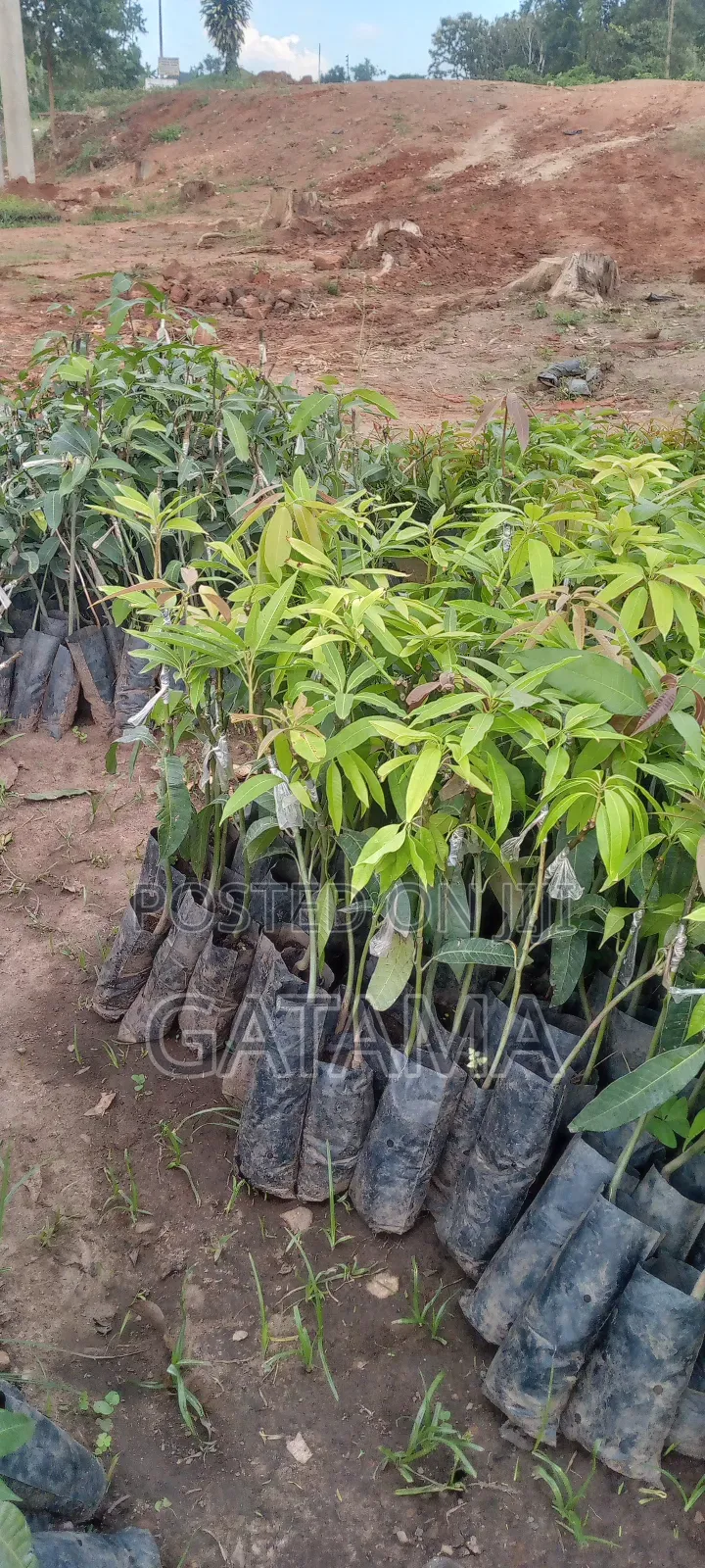 Improved Mango Seedlings