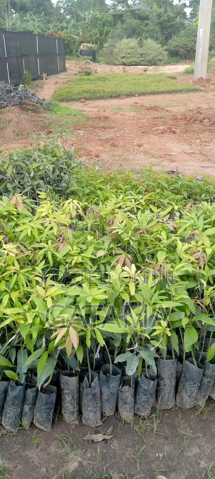 Improved Mango Seedlings
