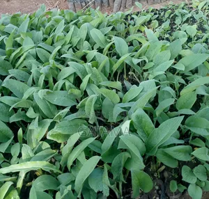 Comfrey Seedlings/Symphytum Officinale