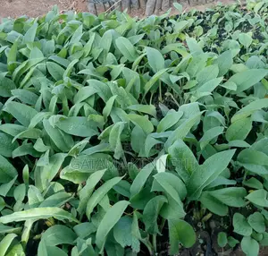 Comfrey Seedlings/Symphytum Officinale
