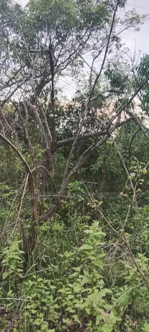 Farm Land for Sale in Amuru