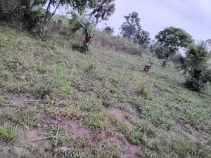 1 Full Acre of Land on Quick Sale in Lira City