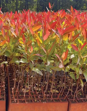 Eucalyptus( Kalitunsi) Gu7/8,South Africa,Local