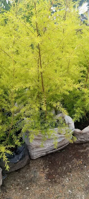 Bottle Brush, Striking Foliage, Aromatic Leaves.
