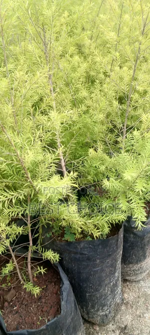 Bottle Brush, Striking Foliage, Aromatic Leaves.